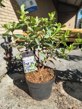 Honingbes in pot