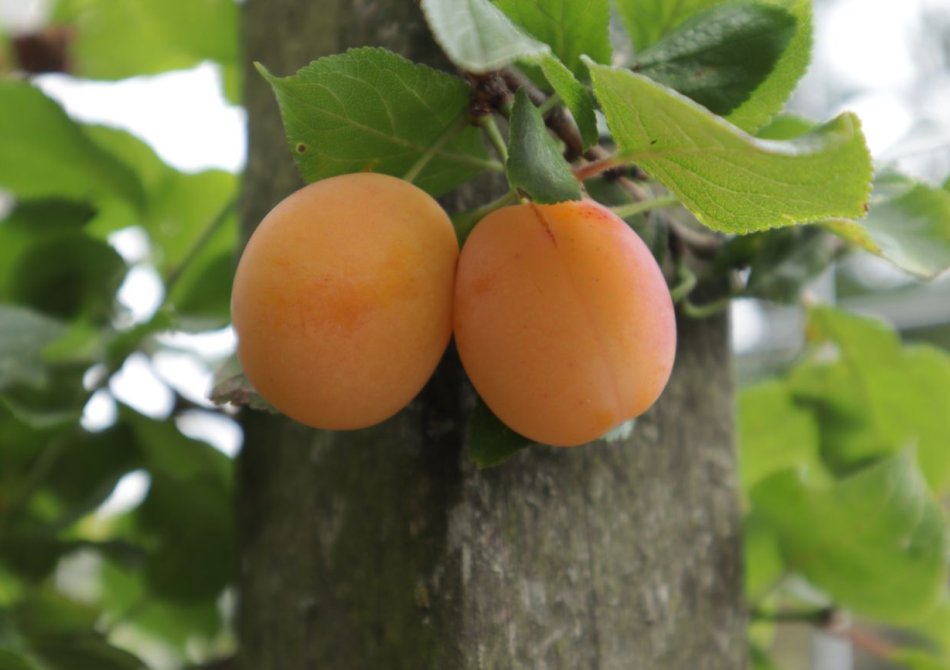 Zelf fruit kweken met kinderen