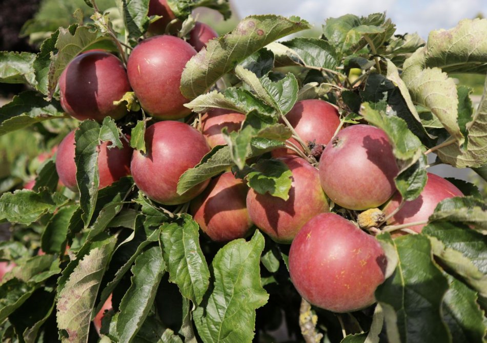 De beste fruitbomen voor beginners: deze fruitbomen zijn onderhoudsvrij en gezond