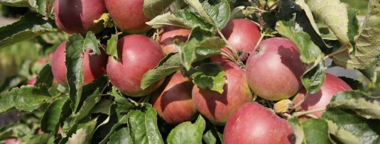De beste fruitbomen voor beginners: deze fruitbomen zijn onderhoudsvrij en gezond