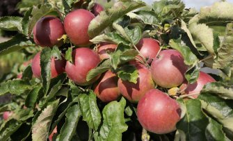 De beste fruitbomen voor beginners: deze fruitbomen zijn onderhoudsvrij en gezond