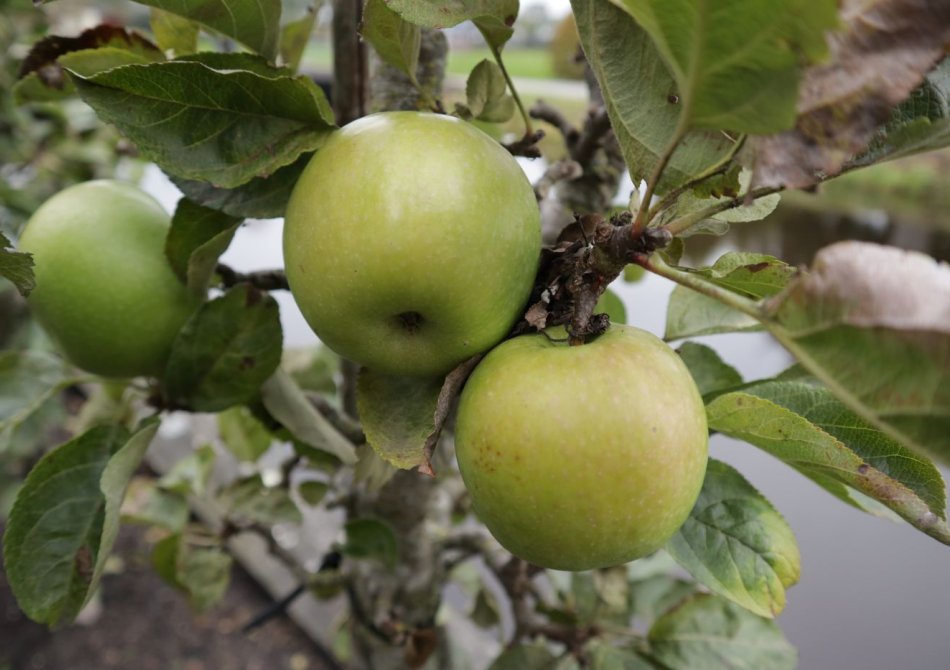 Appelboom 'Green Sensation' Appel 'Green Sensation'