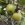 Appel 'Green Sensation'