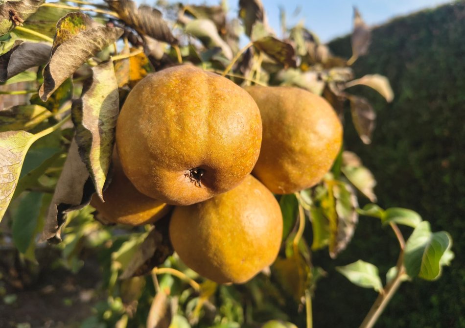 Welke fruitbomen groeien goed in Nederland? Overzicht van soorten