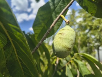 Pawpaw vrucht in boom
