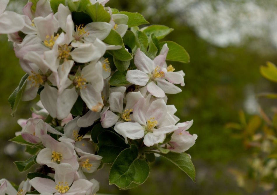 Je fruittuin klaar voor het nieuwe seizoen in 10 stappen