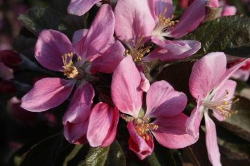 Donkere roze bloesem van de appelboom Maypole