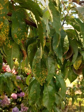 Blad van perzik aangetast door perzikroest.