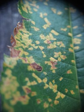 Close-up van perzikblad aangetast door roest.