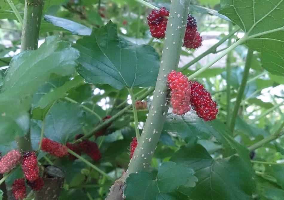 Moerbei 'Illinois Everbearing'