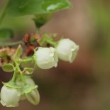 Bloesem van Blauwe bes 'Tophat'