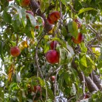 Nectarine 'Early Blaze'