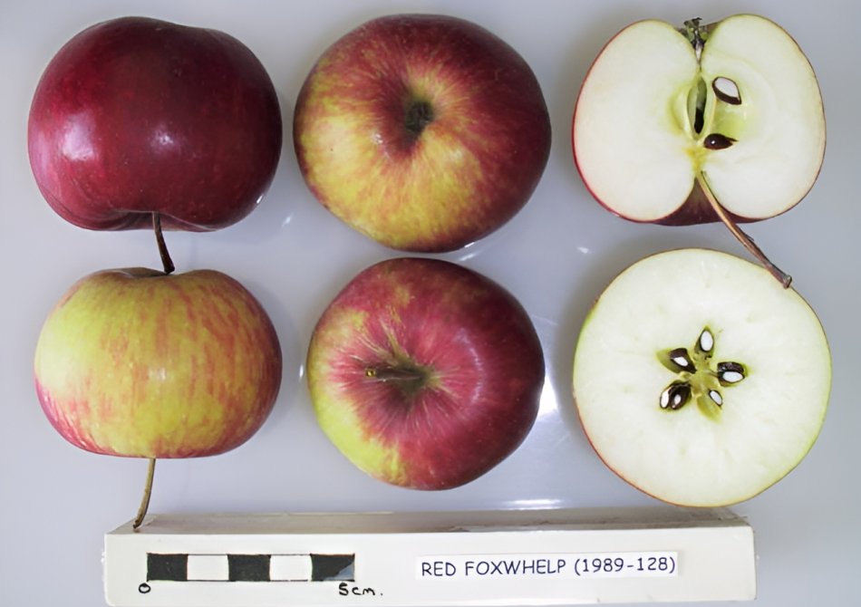 Appel 'Herefordshire Redstreak'