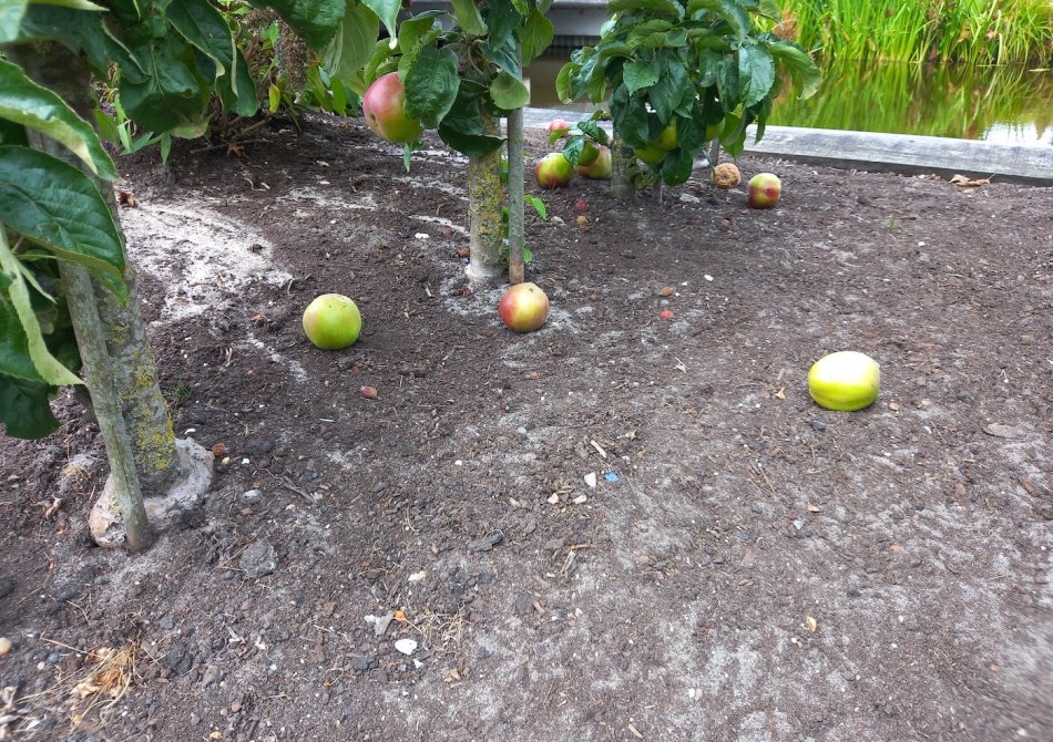 Wat te doen met valfruit? Voorkom voedselverspilling!
