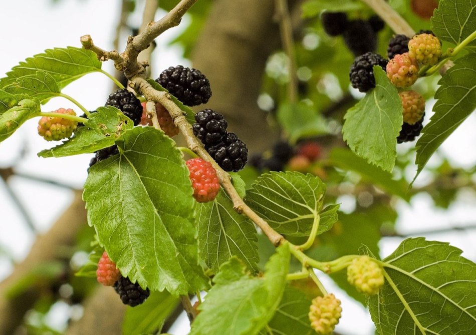 Moerbei 'Gerardi Dwarf'