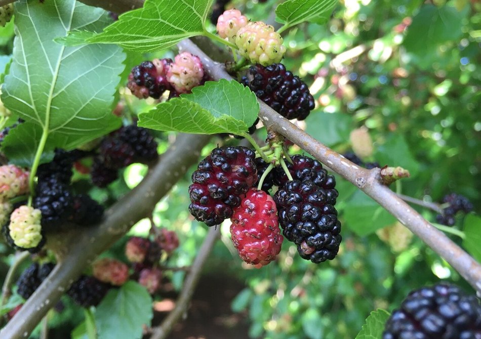 Moerbei 'Milanówek'