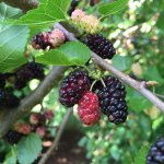 Moerbei 'Milanówek'