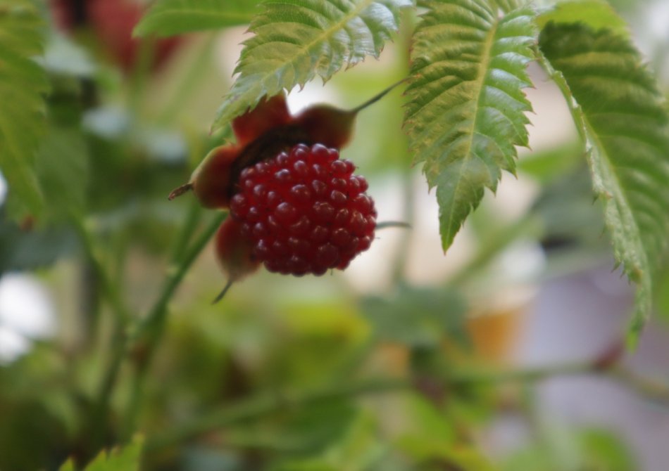 Bijzondere bessenstruiken: van deze bessen heb jij nog nooit gehoord!