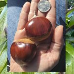 Kastanje 'Bouche de Betizac'