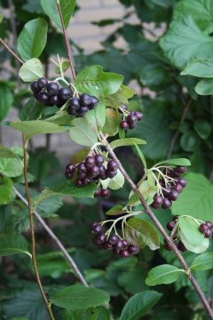 Appelbessen in struik