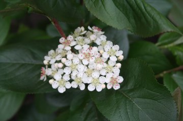 Witte bloemen van de appelbes