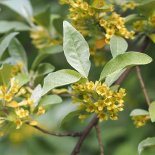 Bloesem van Zilverbes (Olijfwilg)