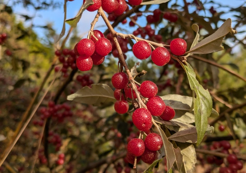 Zilverbes Pointilla ® 'Amoroso' ®