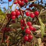 Zilverbes Pointilla ® 'Amoroso' ®