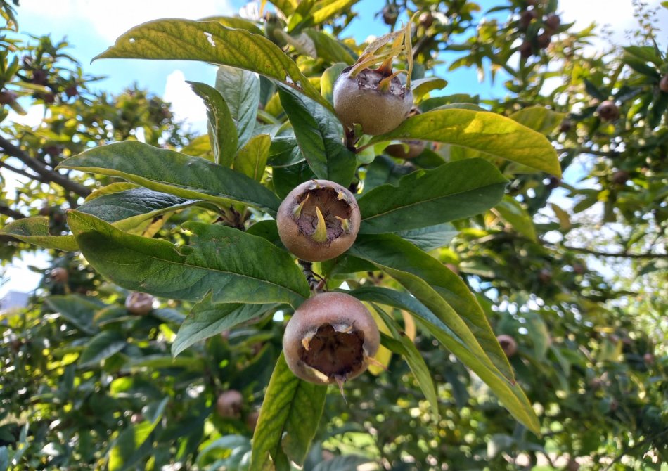 Inheemse fruitbomen - lekker plukken én goed voor de natuur