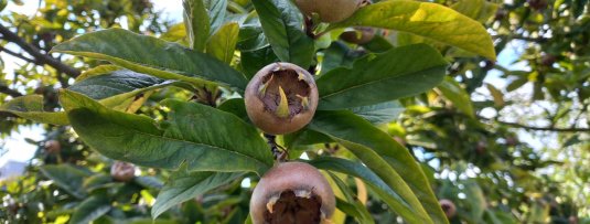 Inheemse fruitbomen - lekker plukken én goed voor de natuur