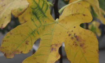 Gele bladeren aan je fruitboom in de zomer? Dit is er aan de hand