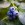 Blauwe bes 'Grover'