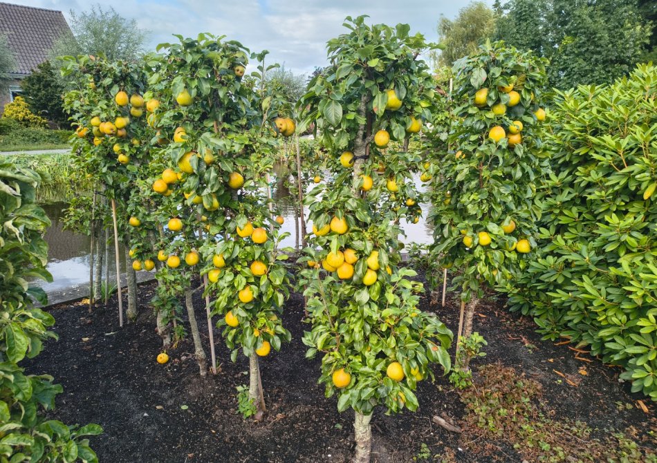Zuilfruitbomen snoeien