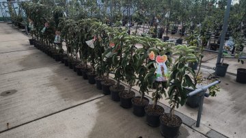 Zuilappelbomen in de winkel