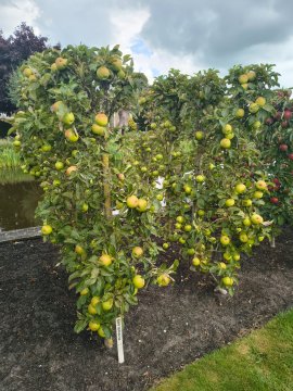 Gold Sensation zuilappelbomen