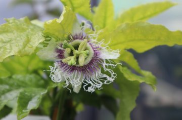 Passiflora edulis bloem
