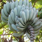 Banaan 'Blue Java’