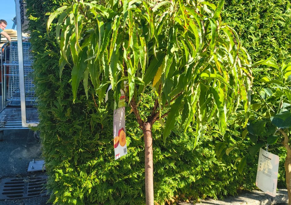 Dwergnectarine 'Arcadia® Rubis ®'