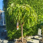 Dwergnectarine 'Arcadia® Rubis ®'