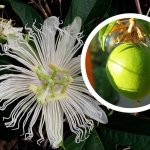 Passievrucht 'Snowstar' ®
