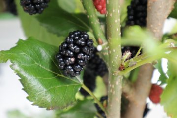 Vruchten van de mojoberry