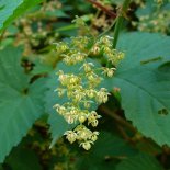 Bloesem van Hop 'Nordbrau'